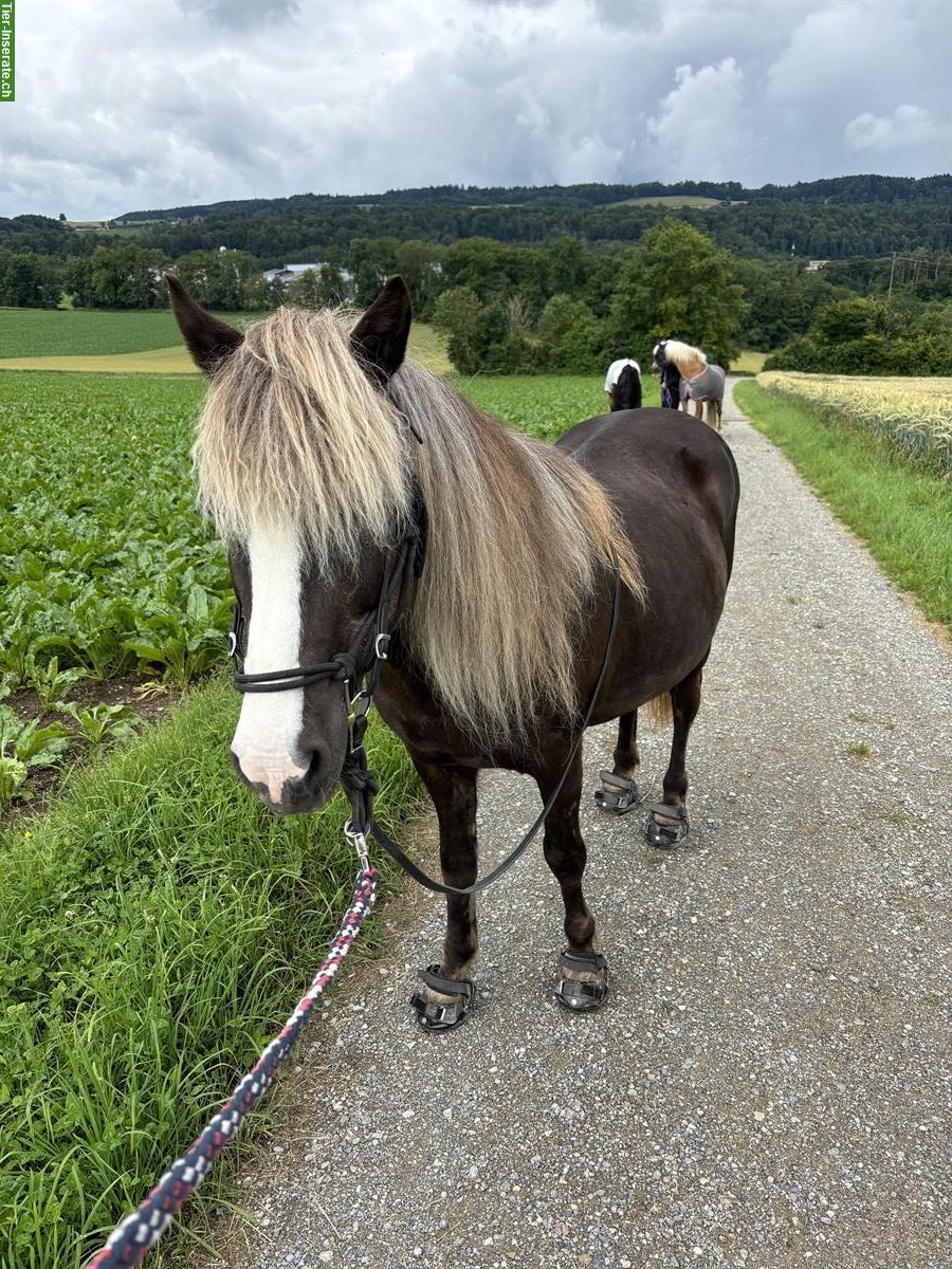 Bild 2: Erfahrene Mitreiterin gesucht für Isländer Stute