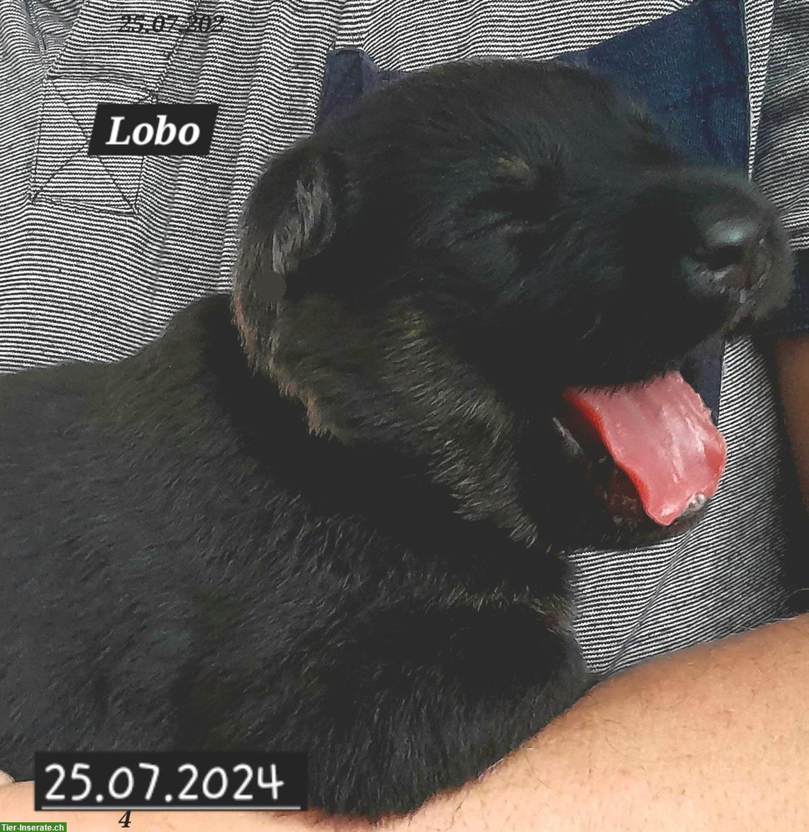 Bild 7: Deutsche Schäferhund Welpen suchen liebes Zuhause