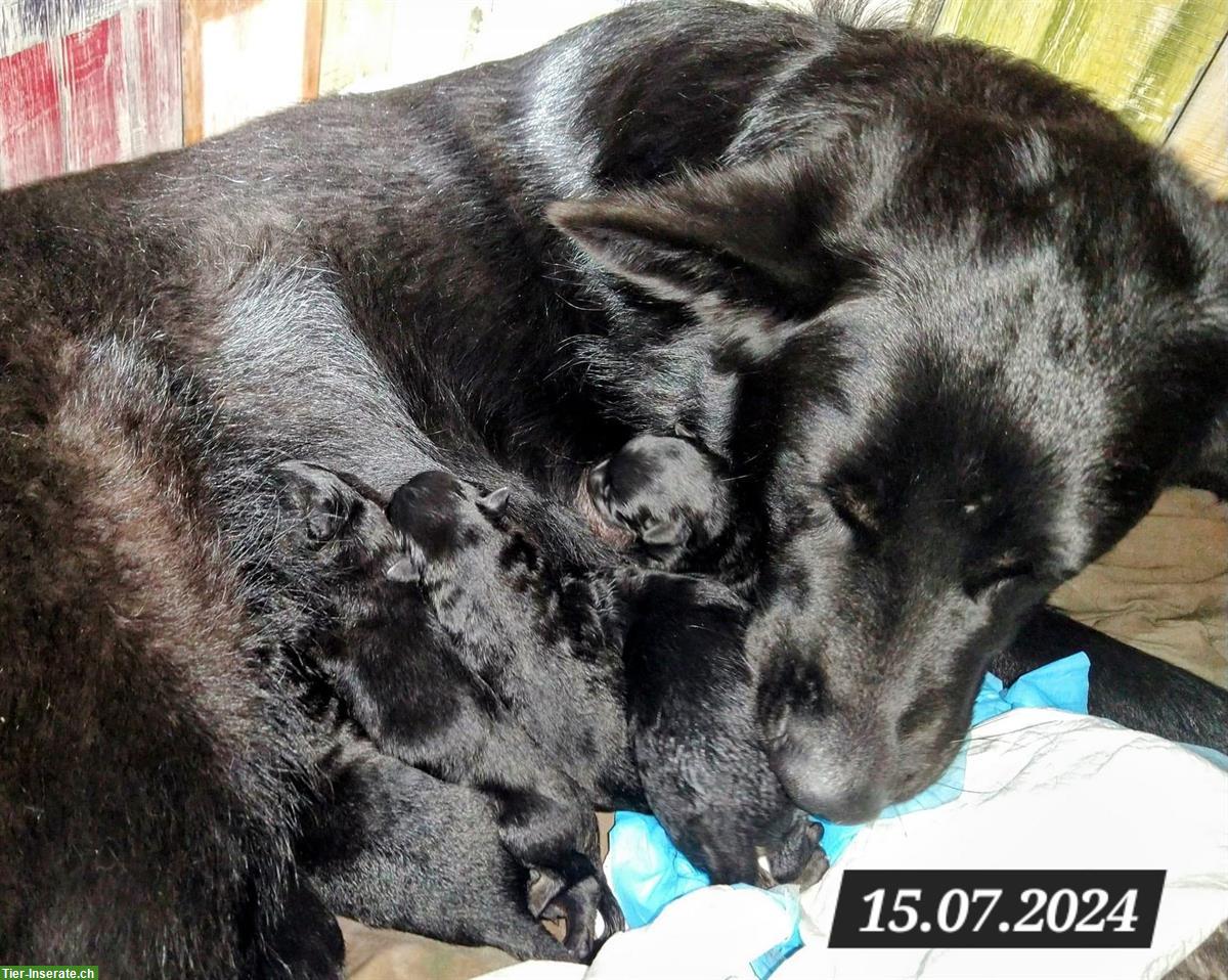 Bild 8: Deutsche Schäferhund Welpen suchen liebes Zuhause