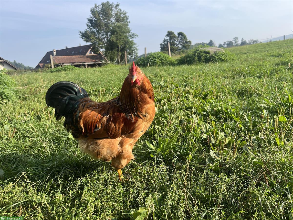 Zutrauliche Junghähne suchen neues Zuhause