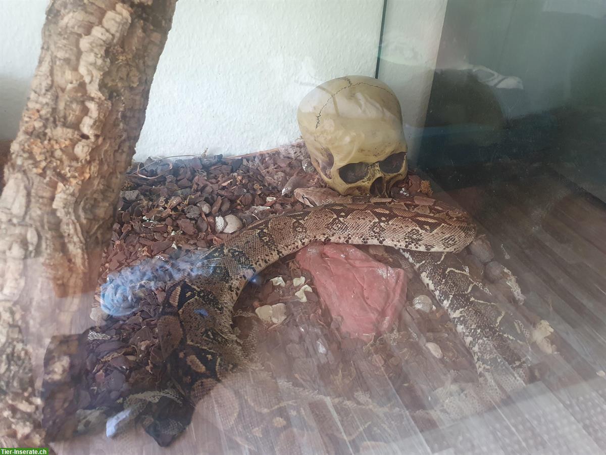 GRATIS: Boa Constrictor mit sehr grossem Terrarium abzugeben