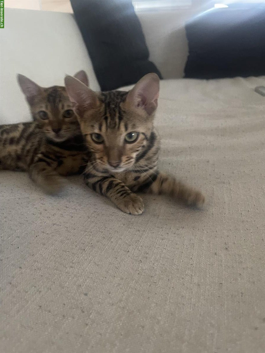 Bild 3: Bengal Katzen Geschwisterpaar abzugeben