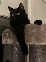Katzen Milly & Molly, weiblich suchen neues Zuhause