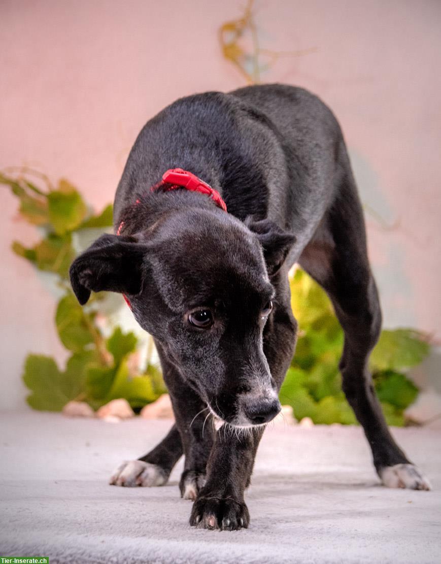 Bild 4: Junge Mischlingshündin Lira, ein allerliebstes Hundekind!