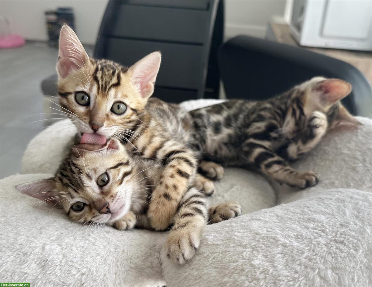 Bild 4: Wunderschöne Bengal Kitten, reinrassig zu verkaufen