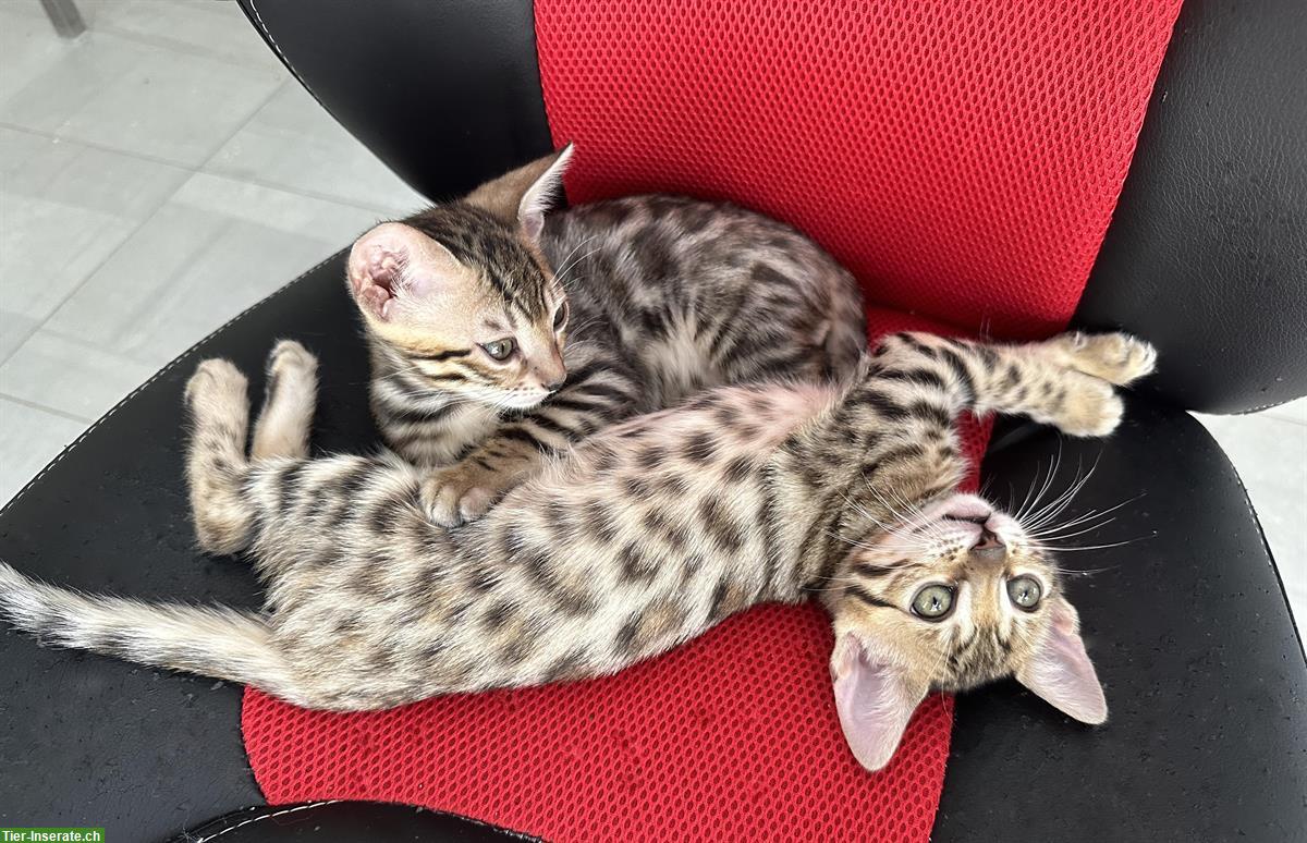 Bild 5: Wunderschöne Bengal Kitten, reinrassig zu verkaufen