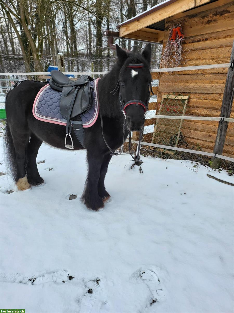 Kinderliebe Tinker Pony Stute, Herkunft Irland