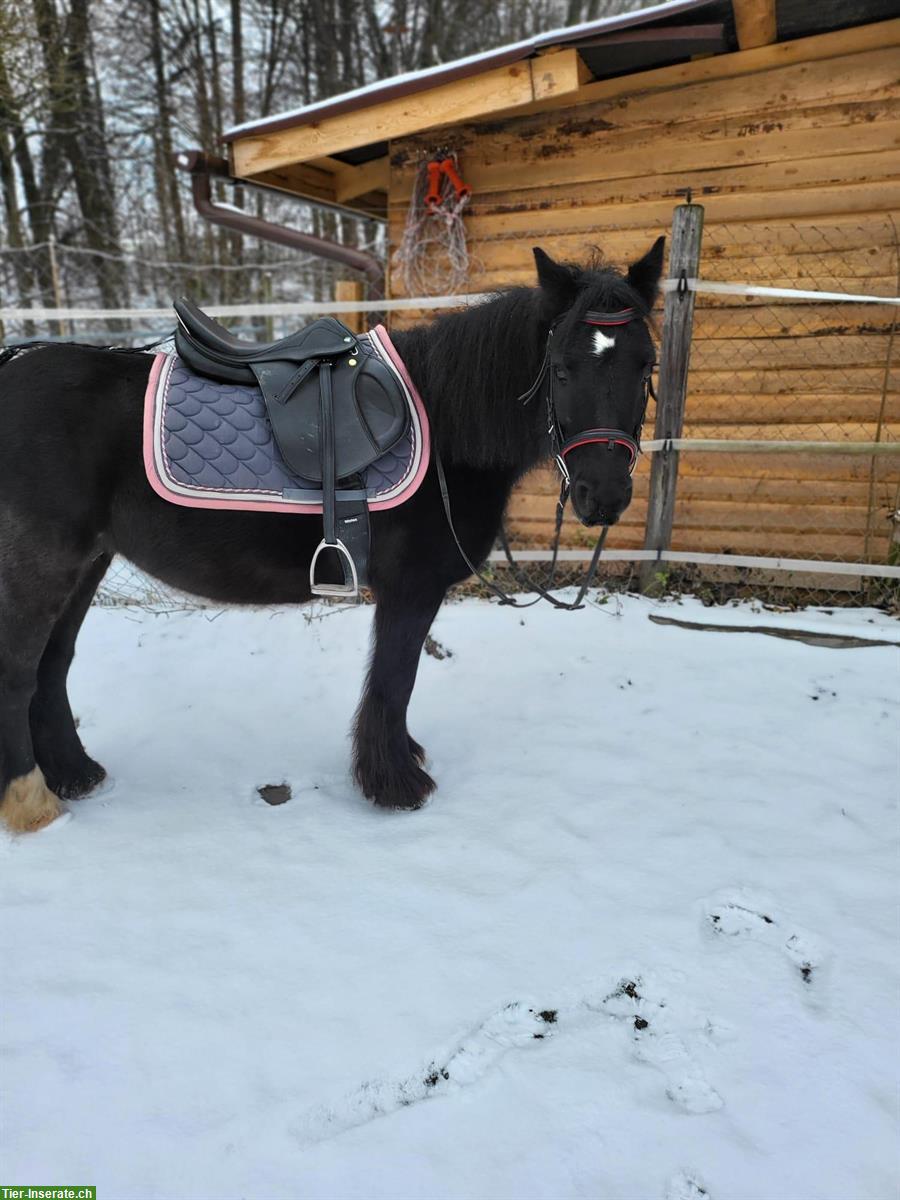 Bild 2: Kinderliebe Tinker Pony Stute, Herkunft Irland