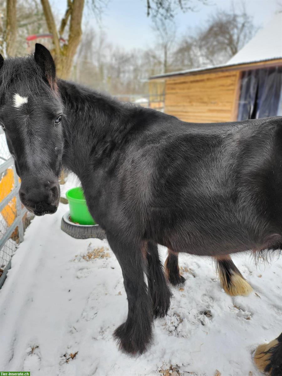 Bild 3: Kinderliebe Tinker Pony Stute, Herkunft Irland