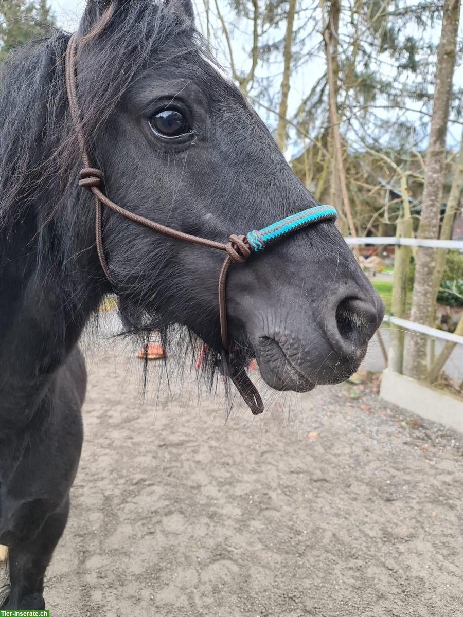 Bild 4: Kinderliebe Tinker Pony Stute, Herkunft Irland