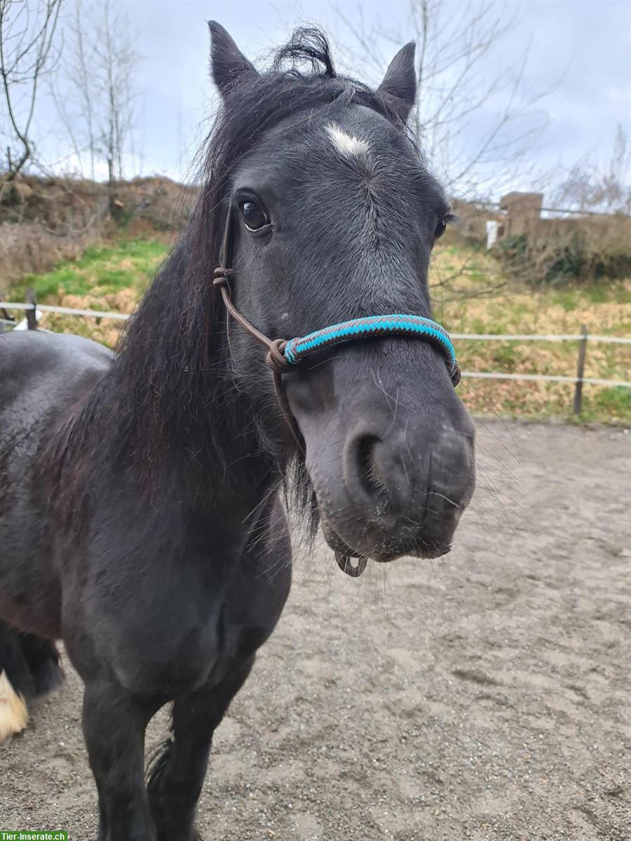 Bild 5: Kinderliebe Tinker Pony Stute, Herkunft Irland