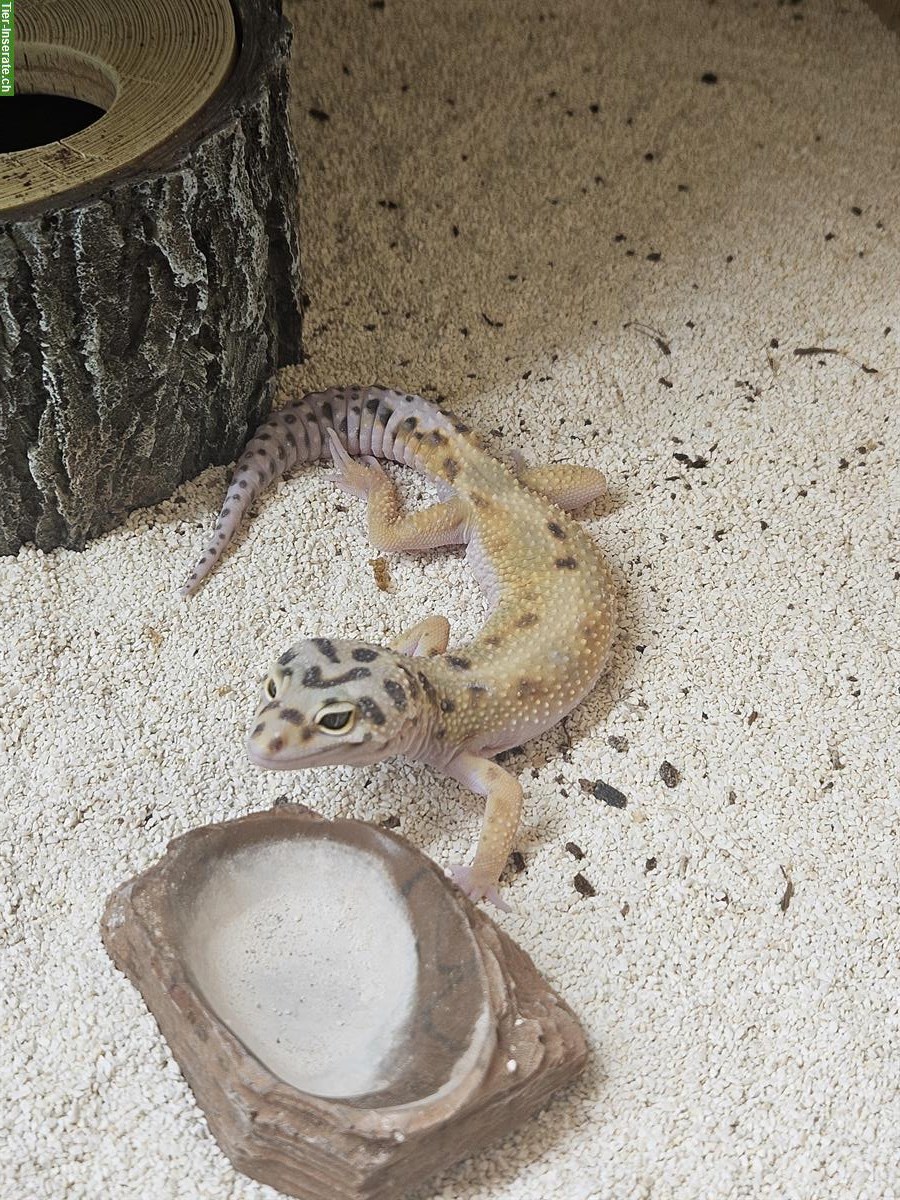 Leopardgecko 2023, Männchen, Weibchen Rabatt