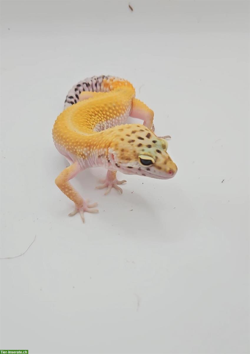 Bild 2: Leopardgecko 2023, Männchen, Weibchen Rabatt