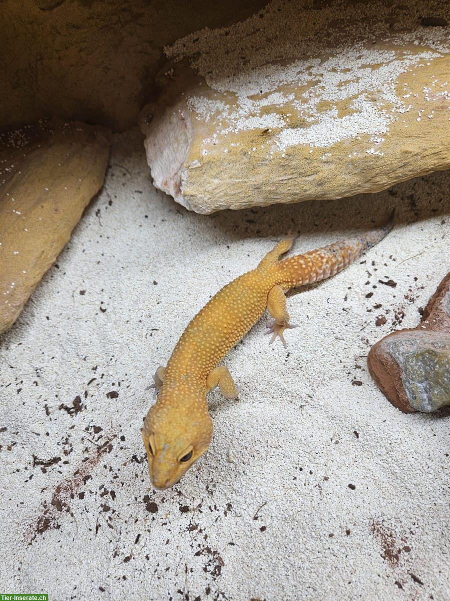 Bild 3: Leopardgecko 2023, Männchen, Weibchen Rabatt