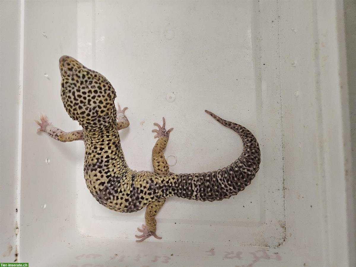 Bild 5: Leopardgecko 2023, Männchen, Weibchen Rabatt