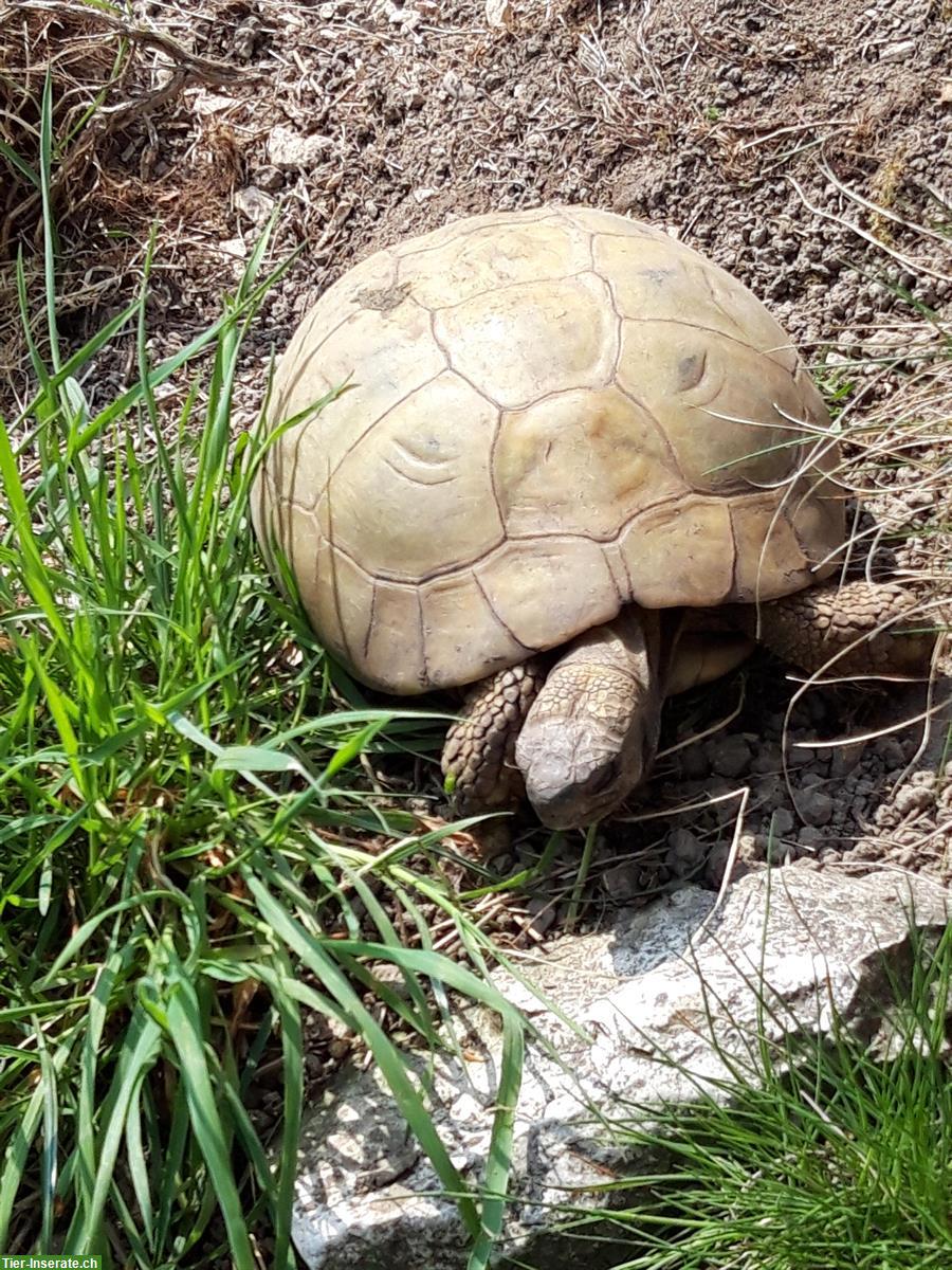 Griechische Landschildkröten Weibchen semi-adulte & adulte abzugeben