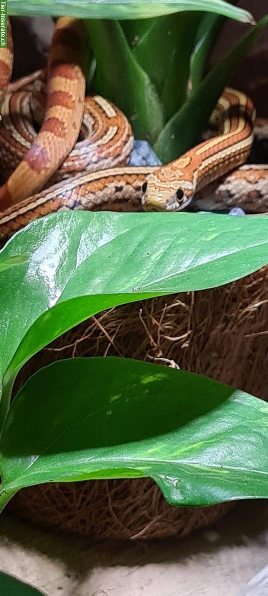 Bild 2: 2 Kornnattern mit Terrarium & Unterschrank zu verkaufen