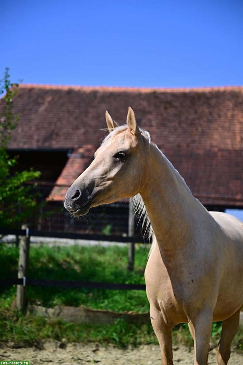 Deutsches Reitpony, Stute, 4-jährig, Stockmass ca. 142cm