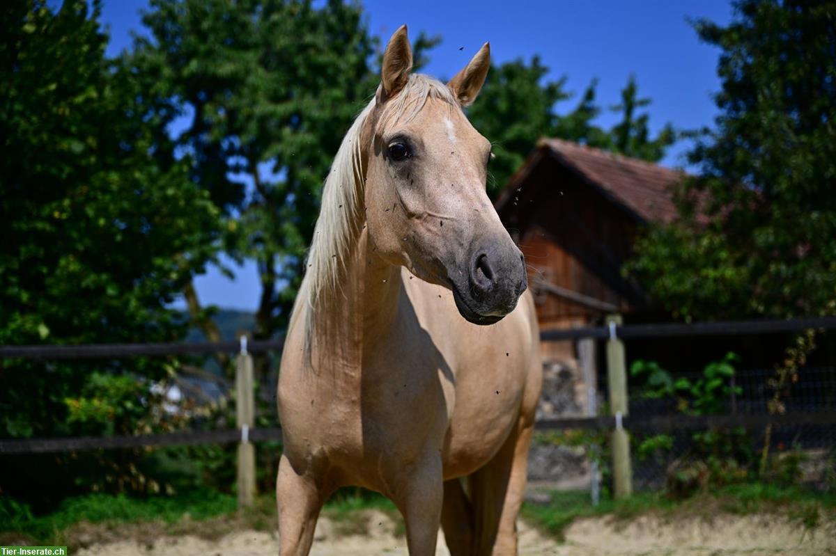 Bild 2: Deutsches Reitpony, Stute, 4-jährig, Stockmass ca. 142cm