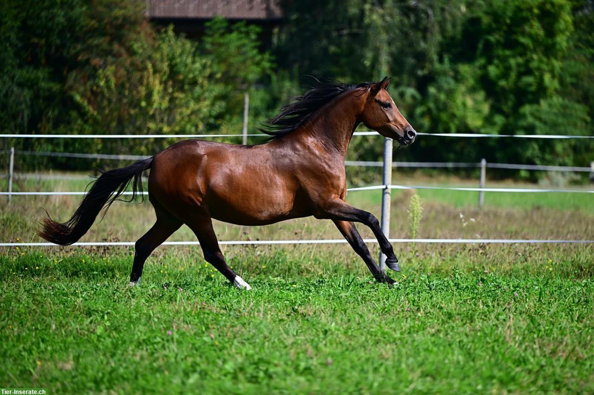 Bild 4: Deutsches Reitpony, Stute, 4-jährig, Stockmass ca. 142cm