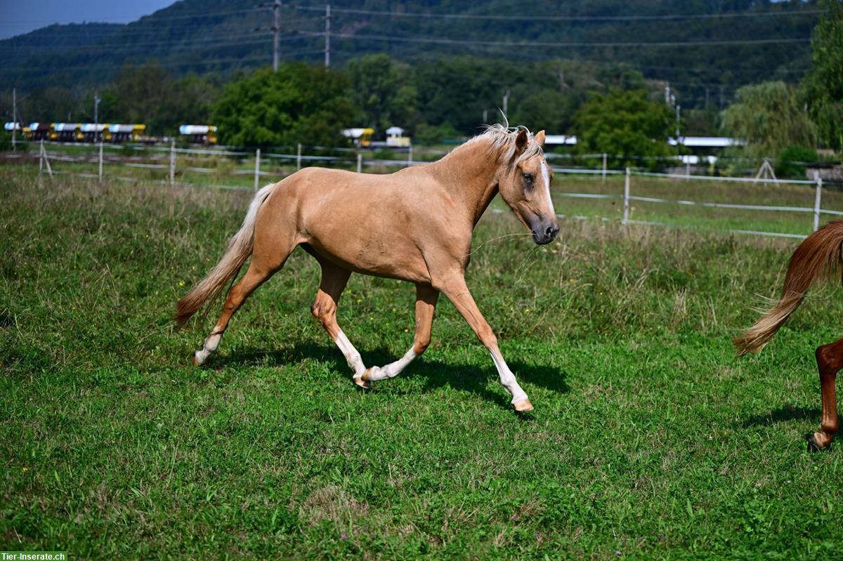 Bild 5: Deutsches Reitpony, Stute, 4-jährig, Stockmass ca. 142cm