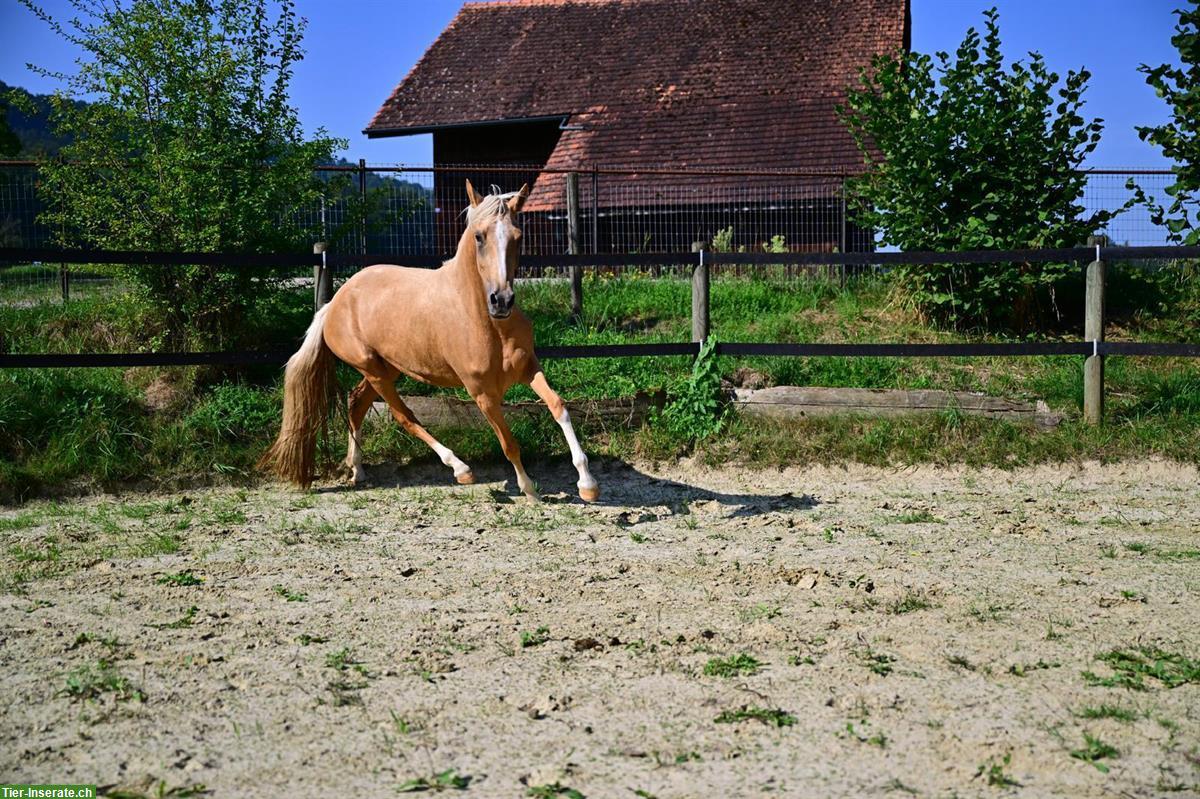 Bild 6: Deutsches Reitpony, Stute, 4-jährig, Stockmass ca. 142cm