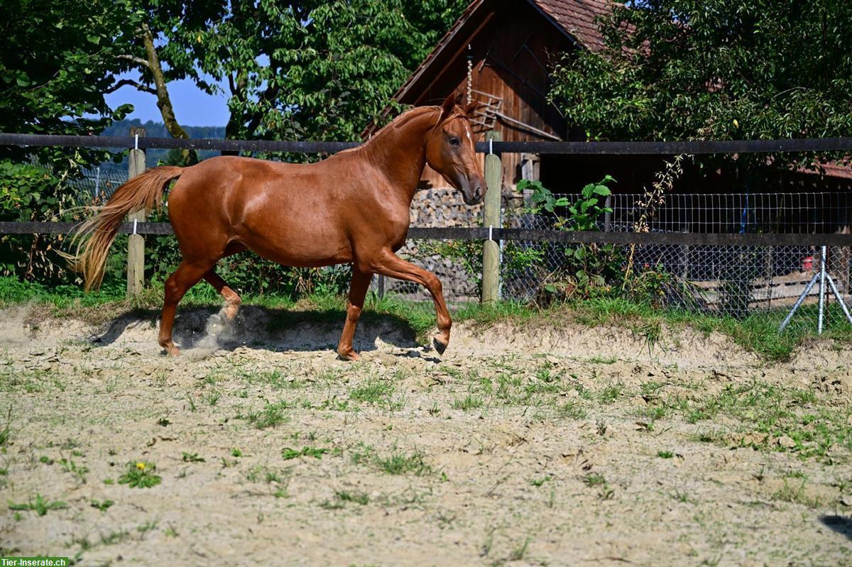 Bild 7: Deutsches Reitpony, Stute, 4-jährig, Stockmass ca. 142cm