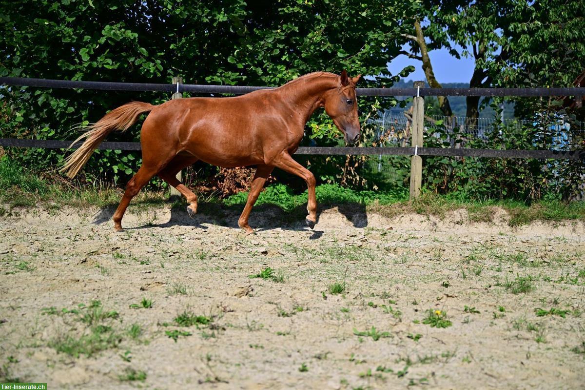 Bild 8: Deutsches Reitpony, Stute, 4-jährig, Stockmass ca. 142cm