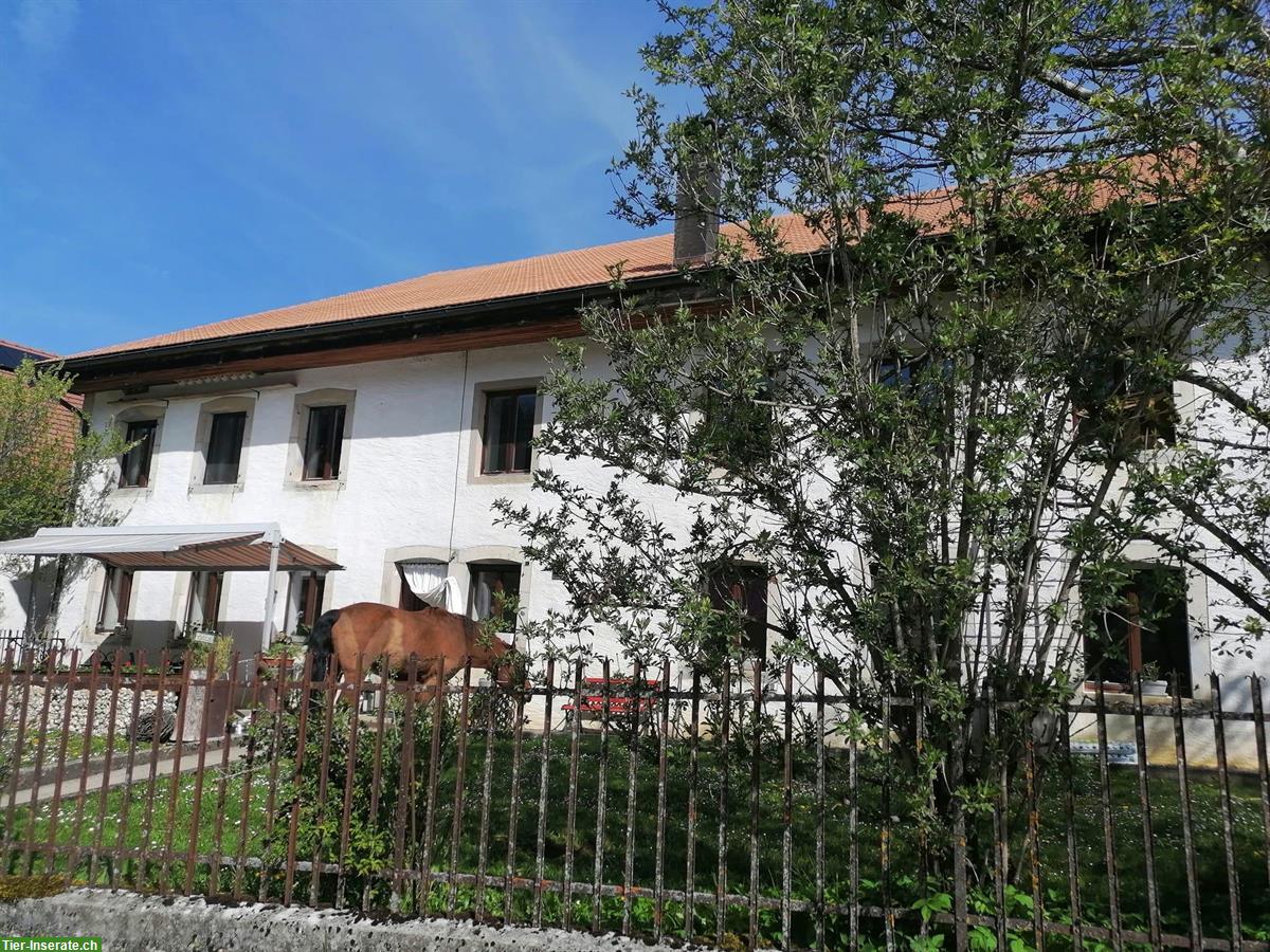 Ferien mit Hund in Ferienwohnung im Jura