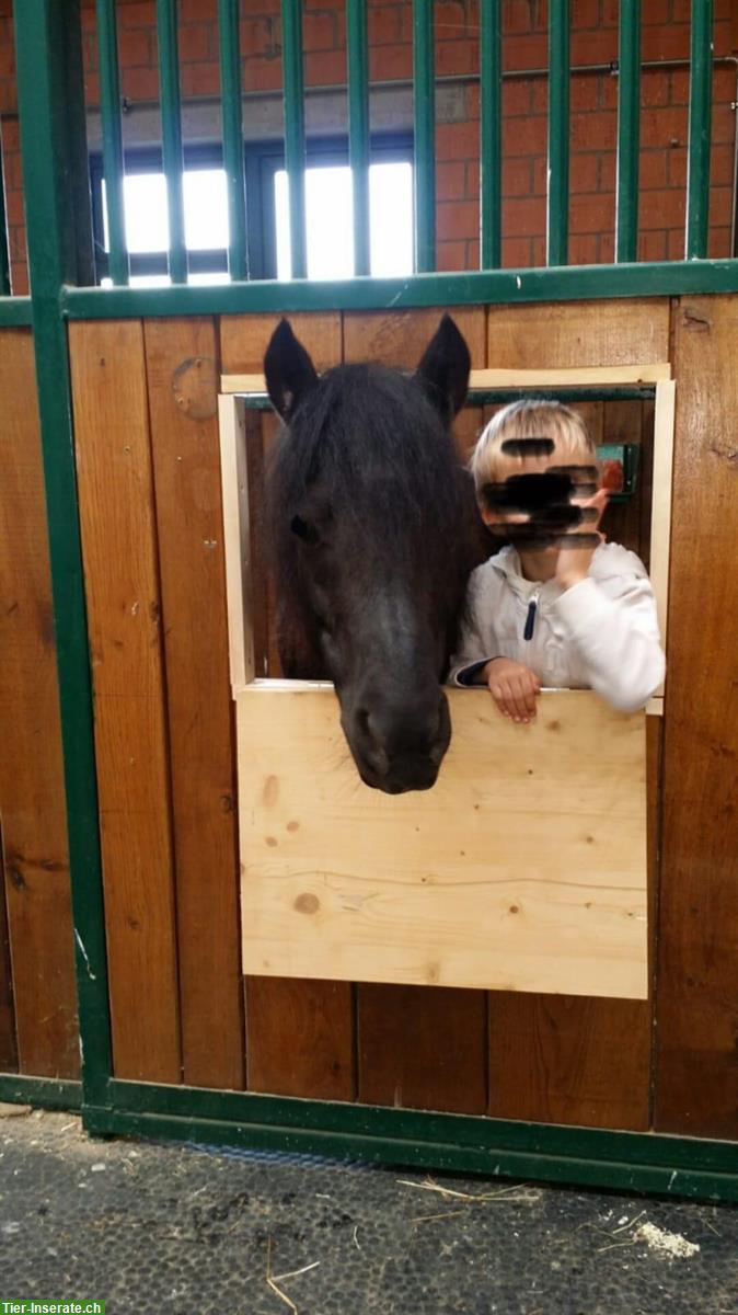 Schwarze Dartmoor Pony Stute mit Esel Dame, Kinderpony/ Beisteller