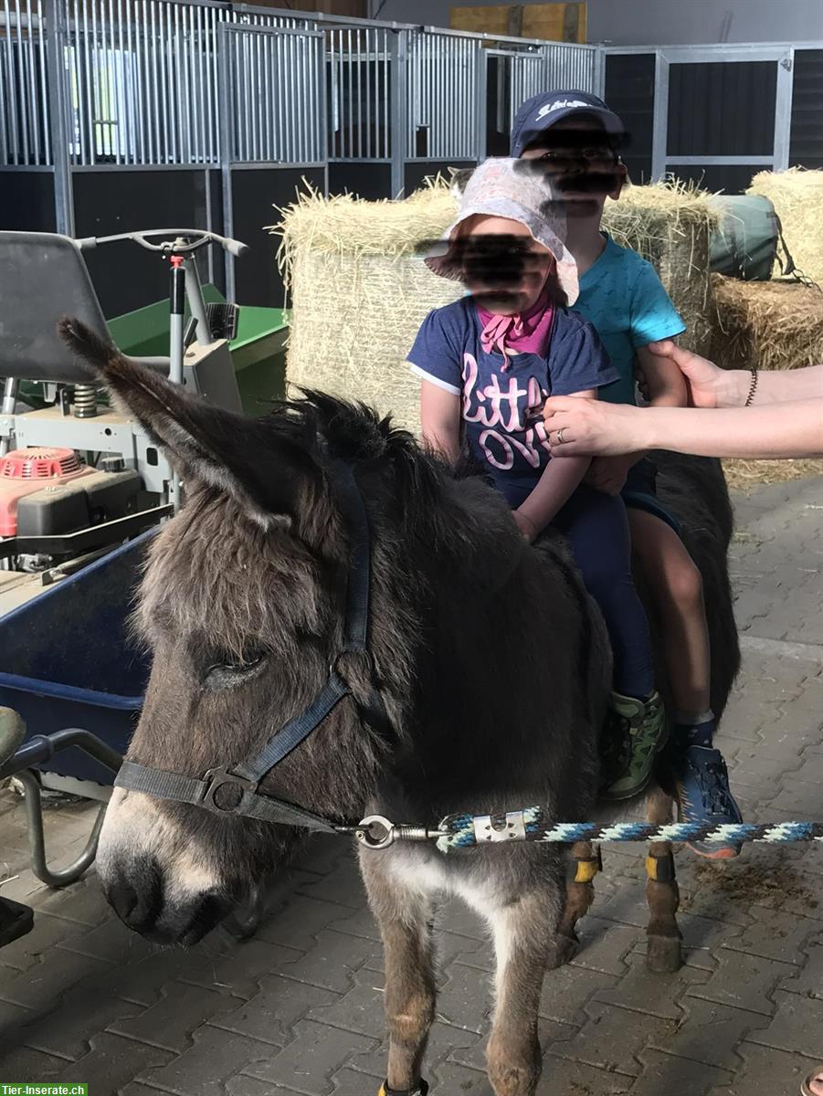 Bild 2: Schwarze Dartmoor Pony Stute mit Esel Dame, Kinderpony/ Beisteller