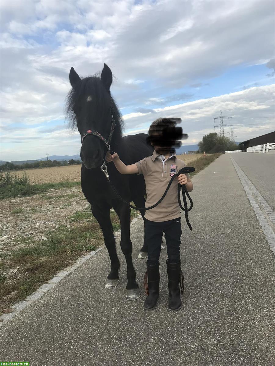 Bild 3: Schwarze Dartmoor Pony Stute mit Esel Dame, Kinderpony/ Beisteller