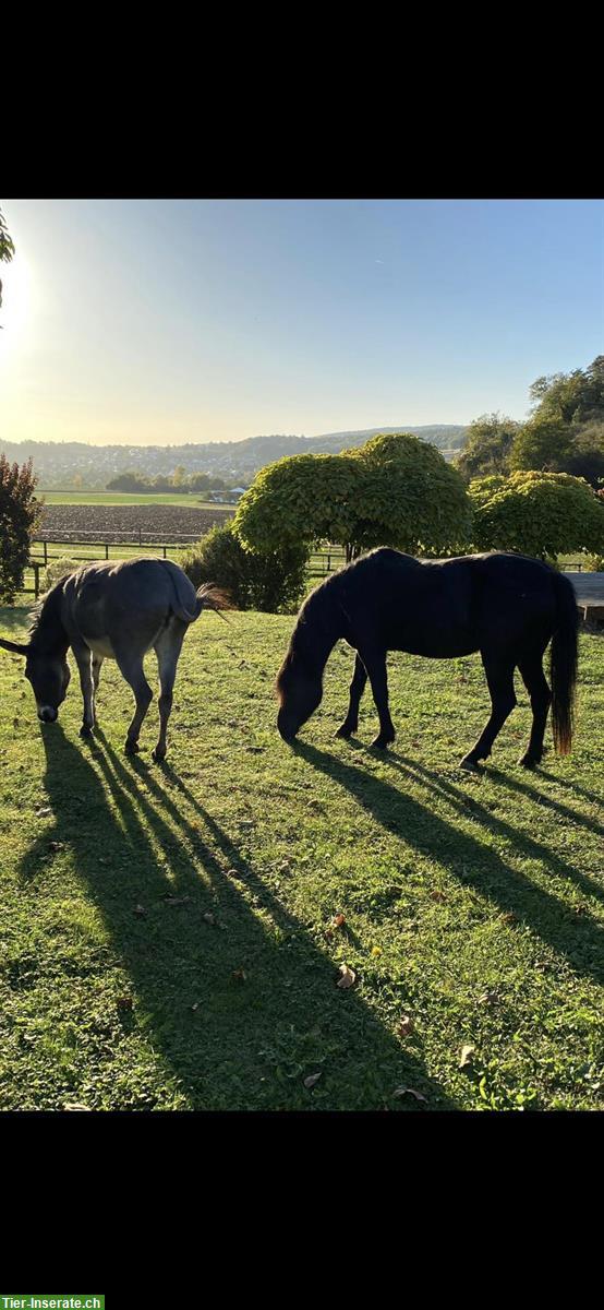 Bild 4: Schwarze Dartmoor Pony Stute mit Esel Dame, Kinderpony/ Beisteller