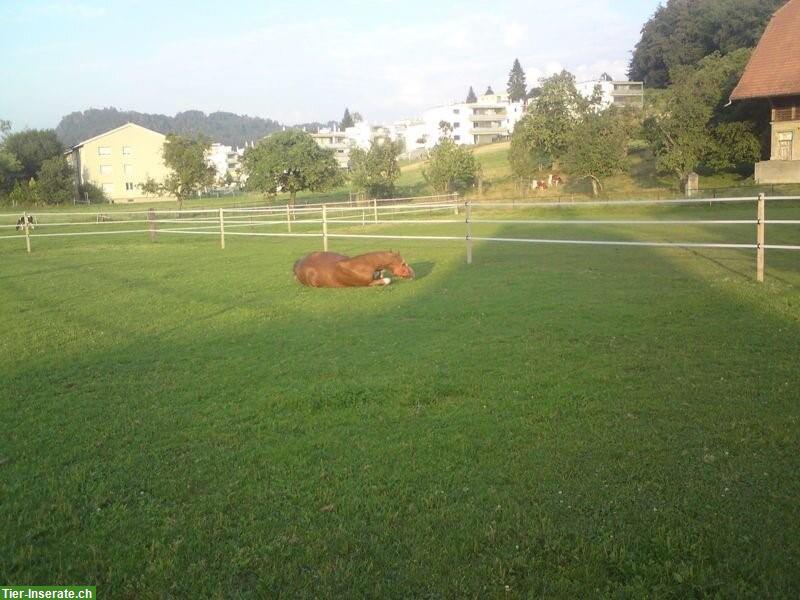 Bild 3: 2 Auslaufboxen zu vermieten in 3098 Köniz BE