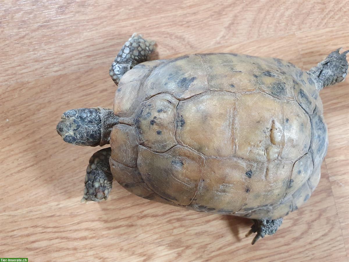 Maurische Landschildkröte weiblich, Unterart Terrestris