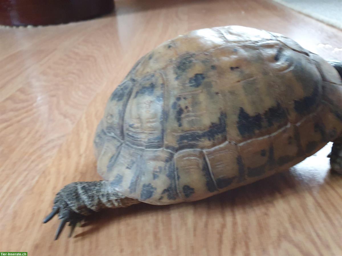 Bild 3: Maurische Landschildkröte weiblich, Unterart Terrestris