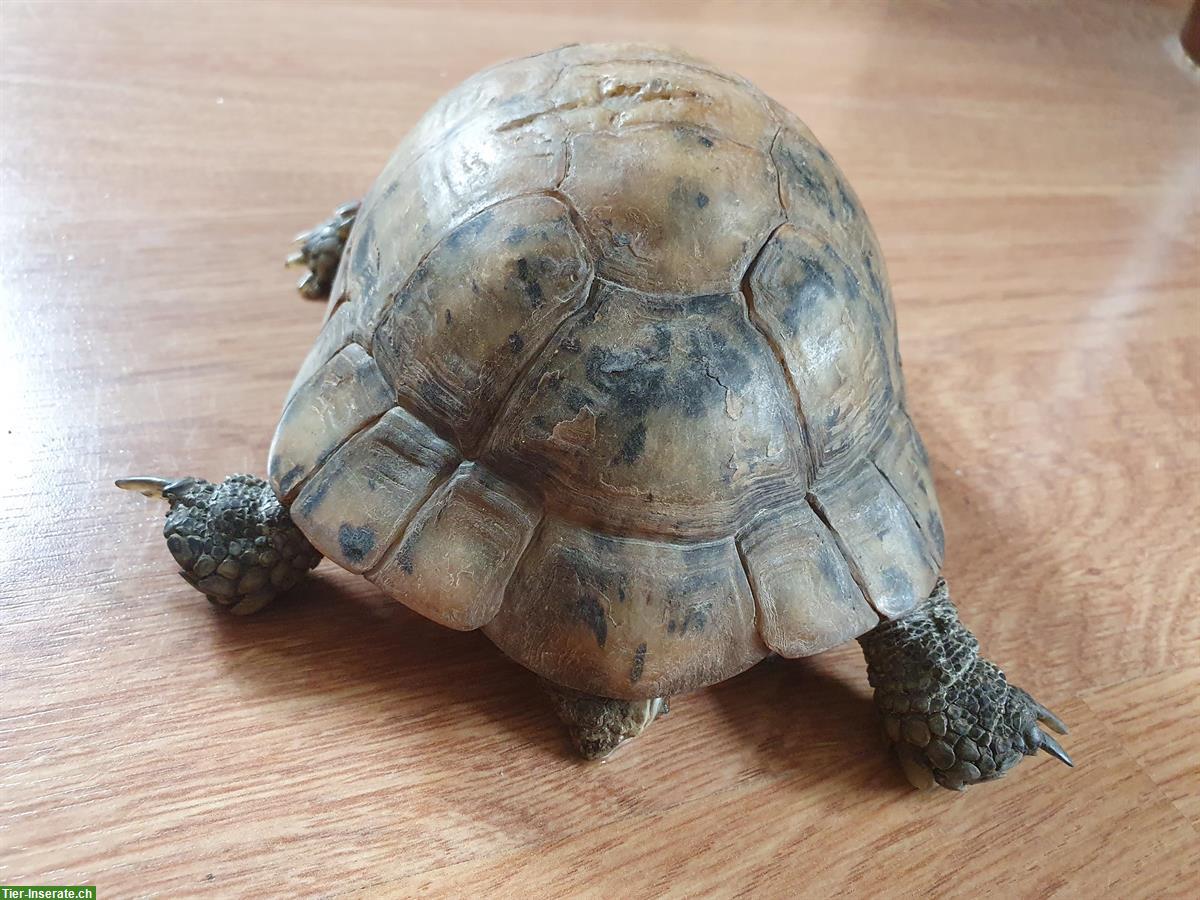 Bild 4: Maurische Landschildkröte weiblich, Unterart Terrestris