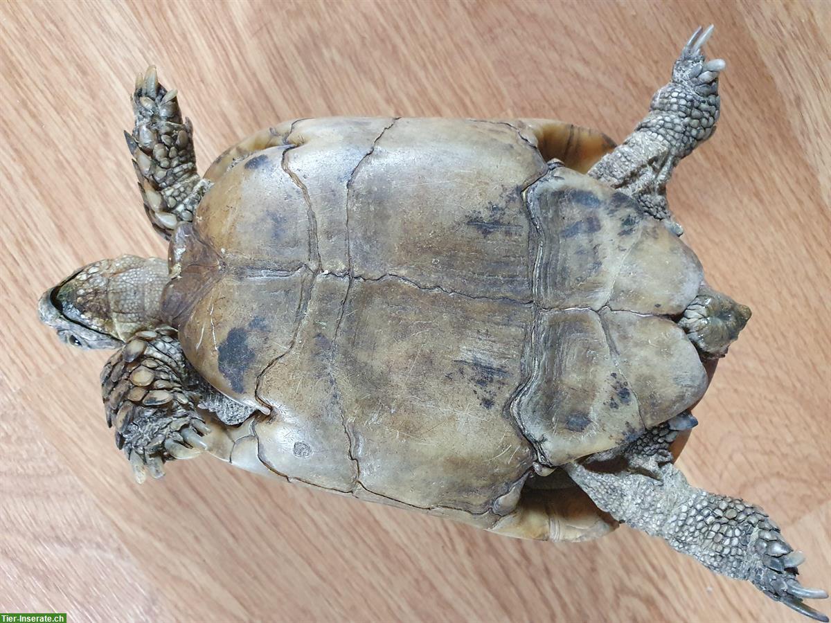 Bild 5: Maurische Landschildkröte weiblich, Unterart Terrestris