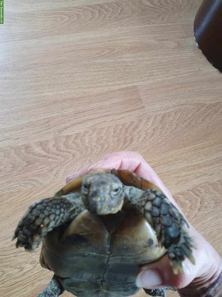 Bild 6: Maurische Landschildkröte weiblich, Unterart Terrestris