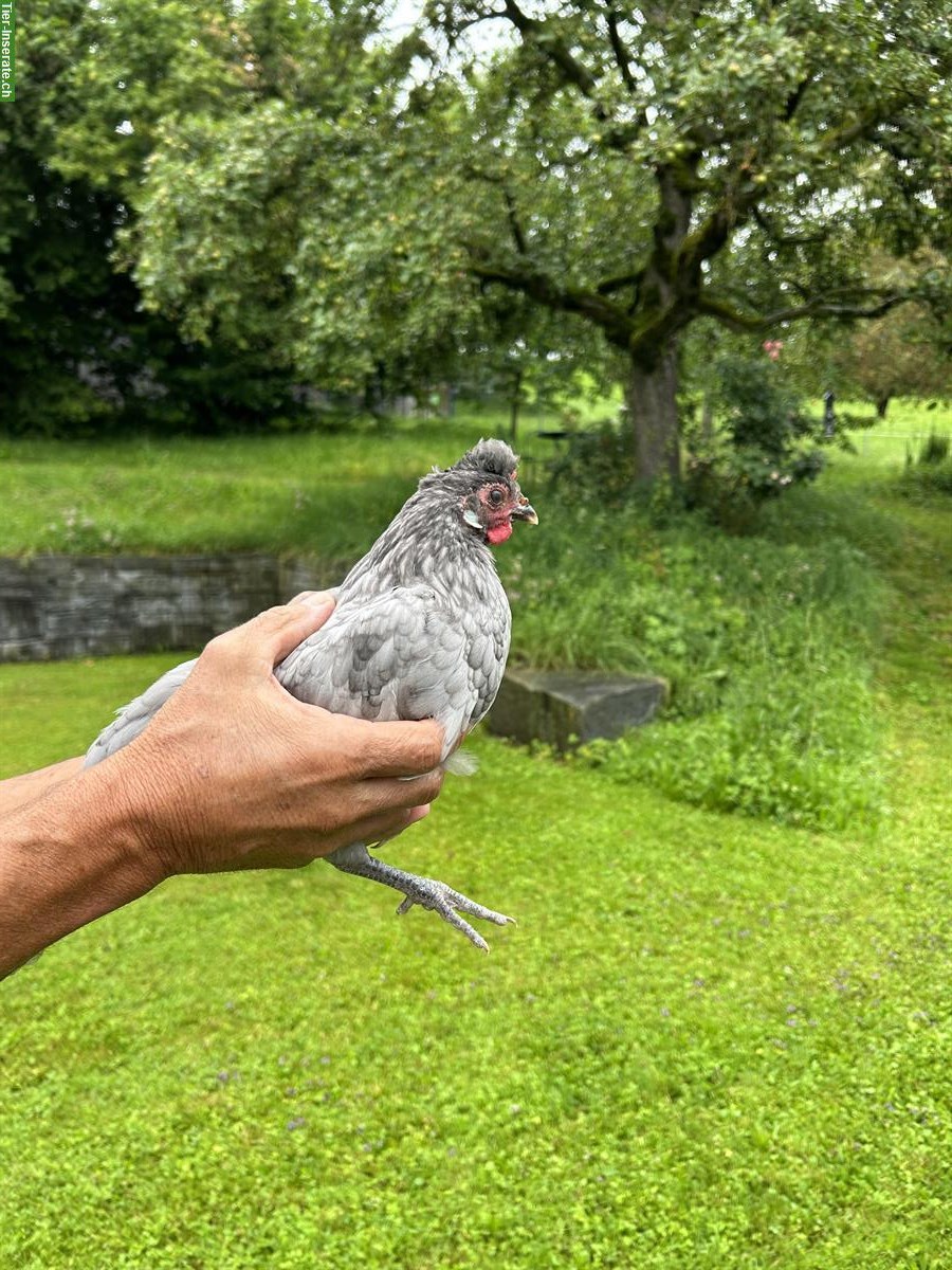 Appenzeller Spitzhauben Hähne GRATIS abzugeben