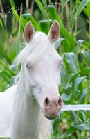 Bezaubernde Jungstute Cremello zu verkaufen