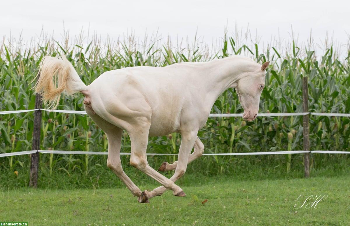 Bild 10: Bezaubernde Jungstute Cremello zu verkaufen