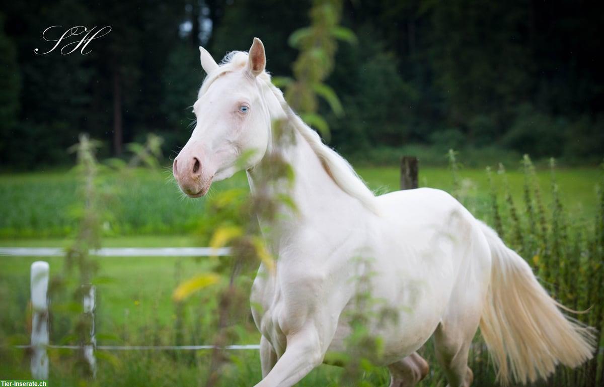 Bild 3: Bezaubernde Jungstute Cremello zu verkaufen