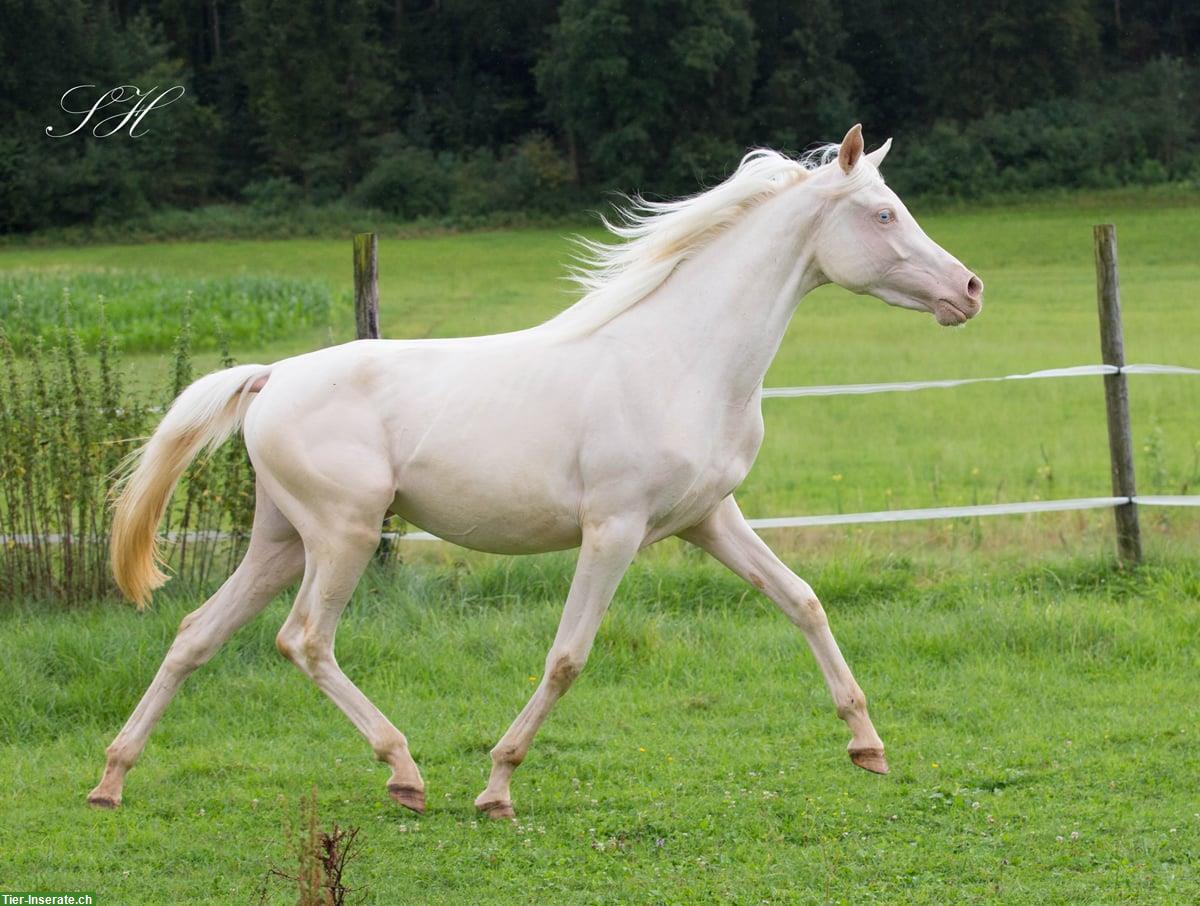 Bild 5: Bezaubernde Jungstute Cremello zu verkaufen