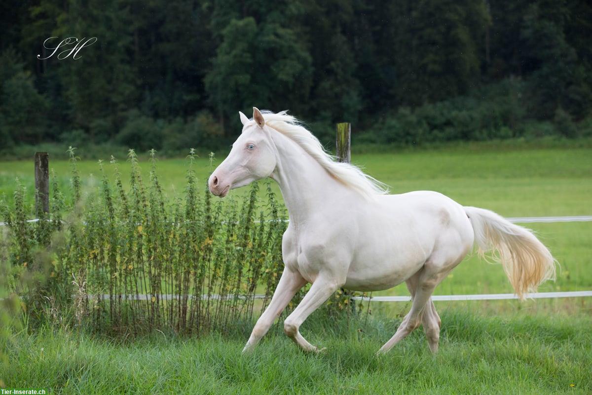 Bild 6: Bezaubernde Jungstute Cremello zu verkaufen