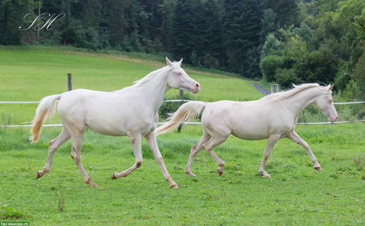 Bild 7: Bezaubernde Jungstute Cremello zu verkaufen