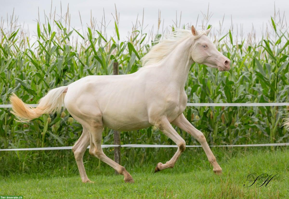 Bild 8: Bezaubernde Jungstute Cremello zu verkaufen