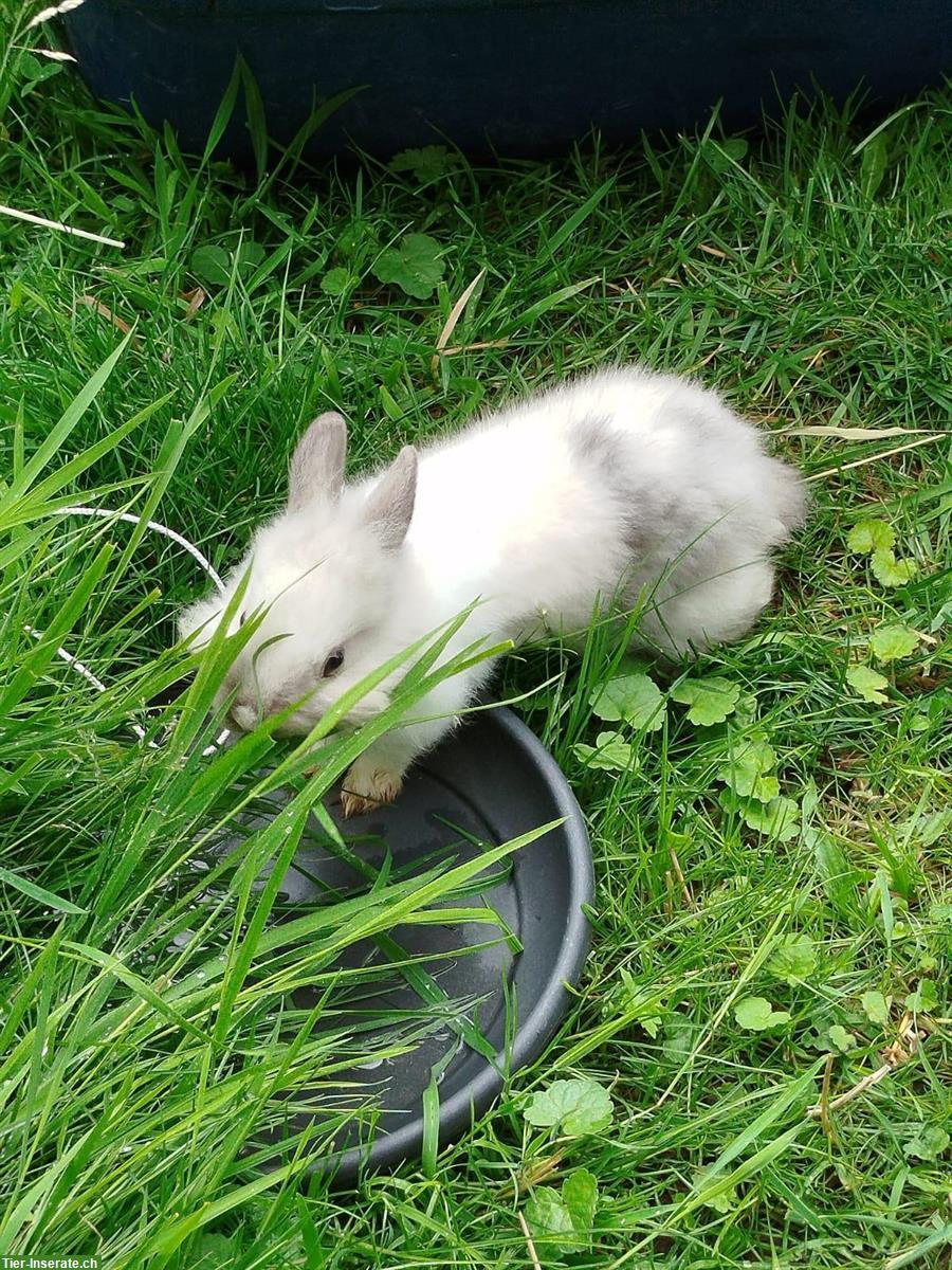 Löwenkopf Zwergkaninchen w/m aus Hobbyzucht