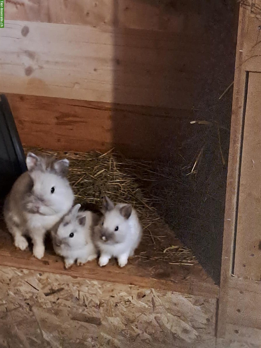 Bild 2: Löwenkopf Zwergkaninchen w/m aus Hobbyzucht