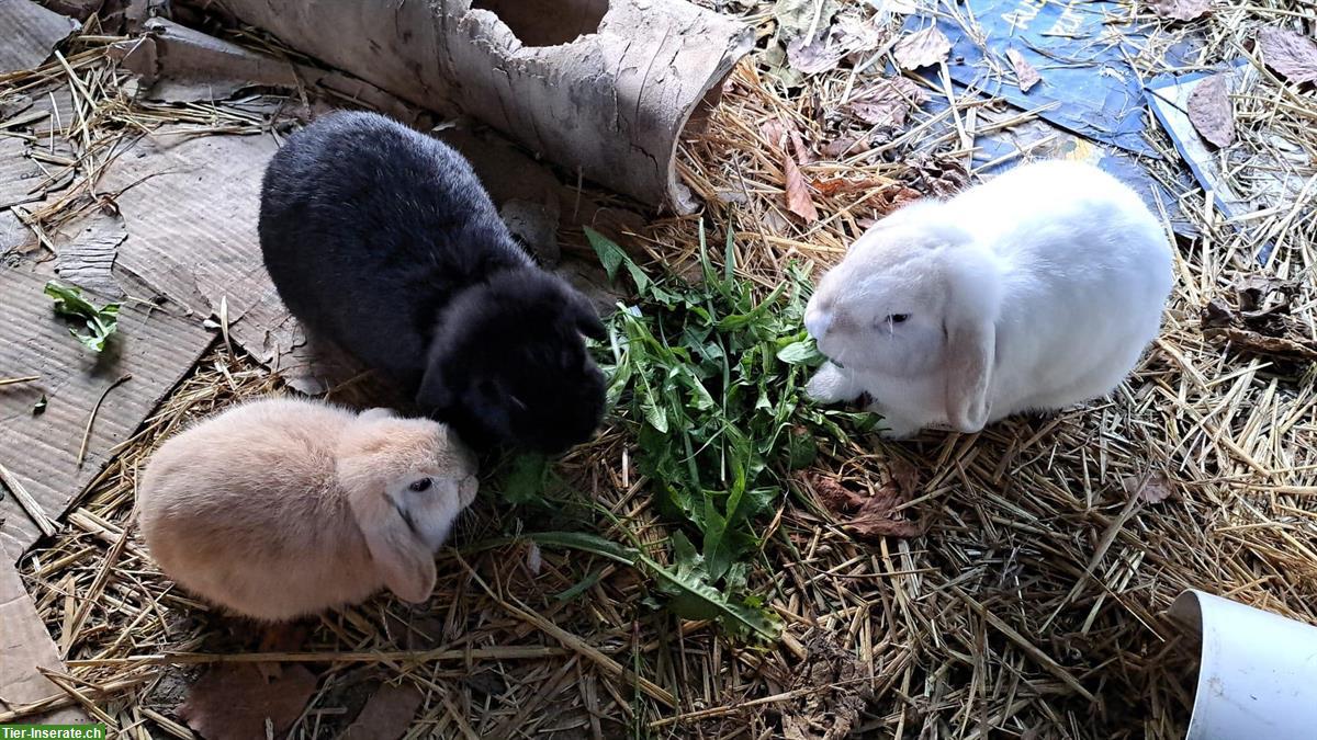 Bild 3: Löwenkopf Zwergkaninchen w/m aus Hobbyzucht